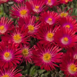 Delosperma ‘Jewel Of Desert Garnet’ Ice Plant – Live Succulent Plant – Full Sun Outdoor - Image 2