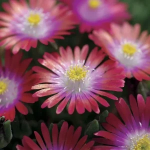 Delosperma ‘Jewel Of Desert Garnet’ Ice Plant – Live Succulent Plant – Full Sun Outdoor - Image 3