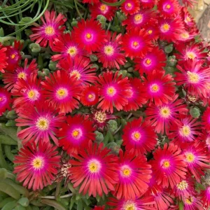 Delosperma ‘Jewel Of Desert Garnet’ Ice Plant – Live Succulent Plant – Full Sun Outdoor - Image 4