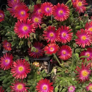 Delosperma ‘Jewel Of Desert Garnet’ Ice Plant – Live Succulent Plant – Full Sun Outdoor - Image 5