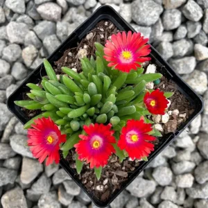 Delosperma ‘Jewel Of Desert Garnet’ Ice Plant – Live Succulent Plant – Full Sun Outdoor - Image 6