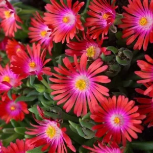 Delosperma ‘Jewel Of Desert Garnet’ Ice Plant – Live Succulent Plant – Full Sun Outdoor - Image 1