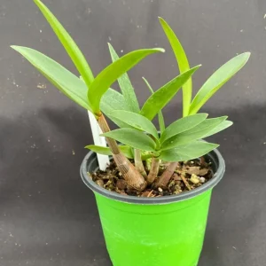 Dendrobium Kingianum Orchid Live Plant – Blooming Size, Fragrant, 4