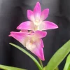 Dendrobium Kingianum Orchid Live Plant – Blooming Size, Fragrant, 4" Pot - Image 1