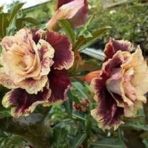 Desert Rose Seeds – 4 Cream Maroon Adenium Flowers Perennial – 21 Seeds - Image 8
