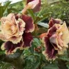 Desert Rose Seeds – 4 Cream Maroon Adenium Flowers Perennial – 21 Seeds - Image 1