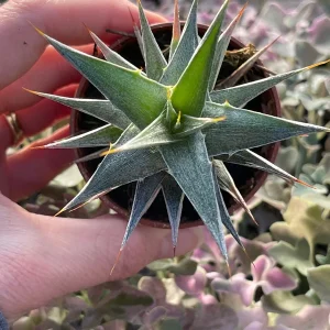 Deuterocohnia Live Plant - Rare N. W. Argentina Succulent - Image 2