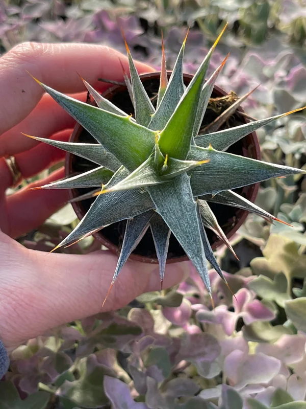 Deuterocohnia Live Plant - Rare N. W. Argentina Succulent - Image 2