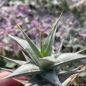 Deuterocohnia Live Plant - Rare N. W. Argentina Succulent - Image 3