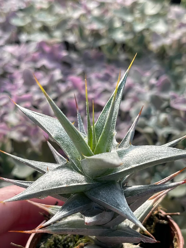 Deuterocohnia Live Plant - Rare N. W. Argentina Succulent - Image 3