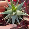 Deuterocohnia Live Plant - Rare N. W. Argentina Succulent - Image 1