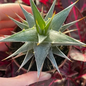 Deuterocohnia Live Plant - Rare N. W. Argentina Succulent - Image 1
