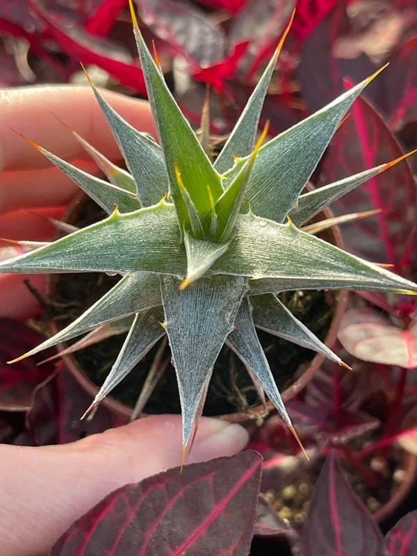 Deuterocohnia Live Plant - Rare N. W. Argentina Succulent - Image 1