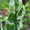 Devil's Backbone Succulent – Seashell Pink Variegated Live Plant – Euphorbia Tithymaloides - Image 1