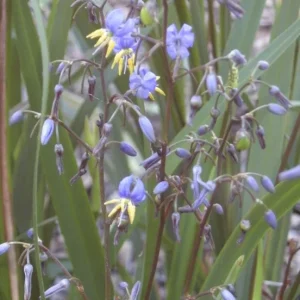 Dianella Flax Lily Live Plant – 1 Gallon Pot – Outdoor Evergreen Perennial - Image 2