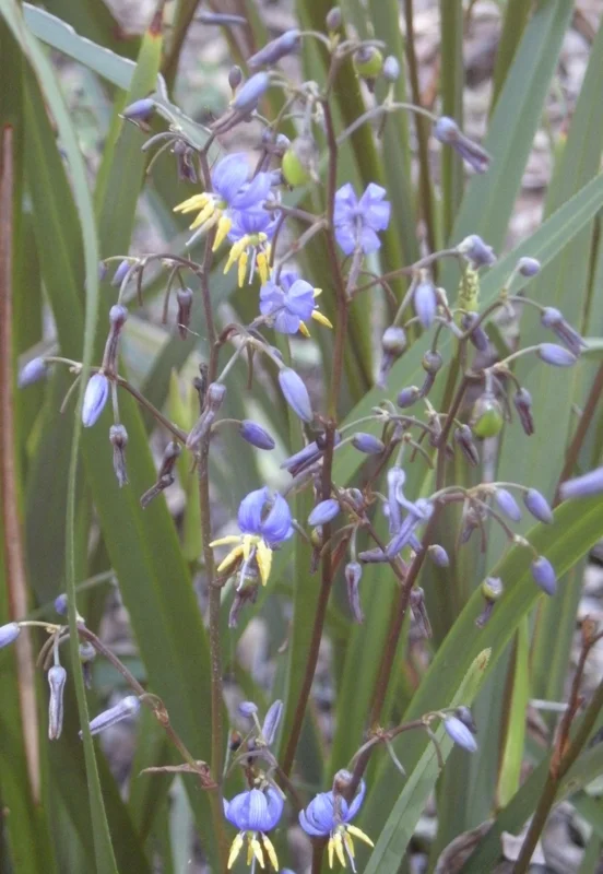 Dianella Flax Lily Live Plant – 1 Gallon Pot – Outdoor Evergreen Perennial - Image 2