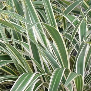 Dianella Flax Lily Live Plant – 1 Gallon Pot – Outdoor Evergreen Perennial - Image 3