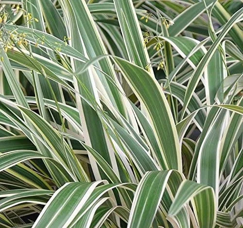 Dianella Flax Lily Live Plant – 1 Gallon Pot – Outdoor Evergreen Perennial - Image 3