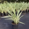 Dianella Flax Lily Live Plant – 1 Gallon Pot – Outdoor Evergreen Perennial - Image 1