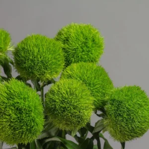 Dianthus Live Plug Plant – Peaceful Blooms for Home Garden – Flower - Image 1