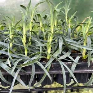 Dianthus Live Plug Plant – Peaceful Blooms for Home Garden – Flower - Image 10