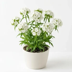 Dianthus Live Plug Plant – Peaceful Blooms for Home Garden – Flower - Image 2