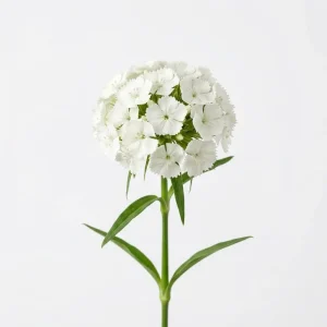 Dianthus Live Plug Plant – Peaceful Blooms for Home Garden – Flower - Image 3