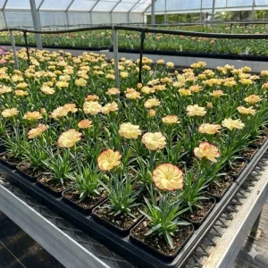 Dianthus Live Plug Plant – Peaceful Blooms for Home Garden – Flower - Image 4