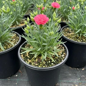 Dianthus Live Plug Plant – Peaceful Blooms for Home Garden – Flower - Image 5