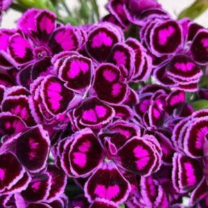 Dianthus Live Plug Plant – Peaceful Blooms for Home Garden – Flower - Image 6