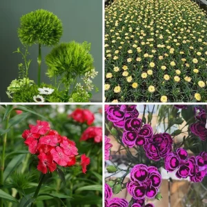 Dianthus Live Plug Plant – Peaceful Blooms for Home Garden – Flower - Image 7