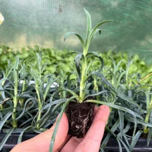 Dianthus Live Plug Plant – Peaceful Blooms for Home Garden – Flower - Image 9