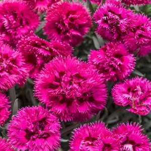Dianthus 'Spiked Punch' Maiden Pinks Perennial Live Plant - Outdoor - Image 2