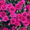 Dianthus 'Spiked Punch' Maiden Pinks Perennial Live Plant - Outdoor - Image 1