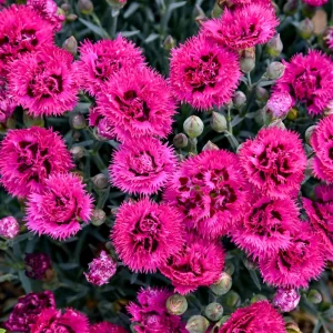 Dianthus 'Spiked Punch' Maiden Pinks Perennial Live Plant - Outdoor - Image 1