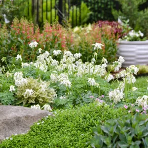 Dicentra 'White Diamonds' Bleeding Heart Perennial Plant Outdoor - Image 2