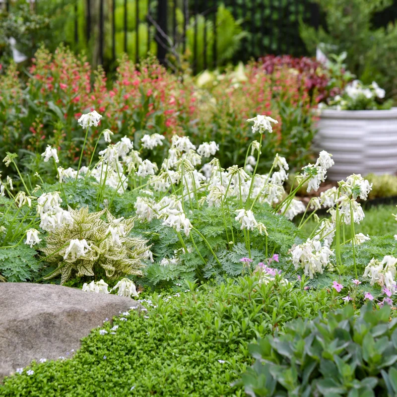 Dicentra 'White Diamonds' Bleeding Heart Perennial Plant Outdoor - Image 2