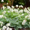 Dicentra 'White Diamonds' Bleeding Heart Perennial Plant Outdoor - Image 1