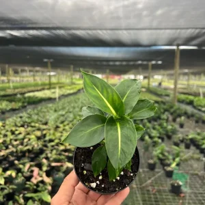 Dieffenbachia Green Magic Live Plant – Dumb Cane Houseplant – 4 inch Pot - Image 2