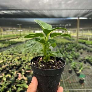 Dieffenbachia Green Magic Live Plant – Dumb Cane Houseplant – 4 inch Pot - Image 3