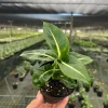 Dieffenbachia Green Magic Live Plant – Dumb Cane Houseplant – 4 inch Pot - Image 1