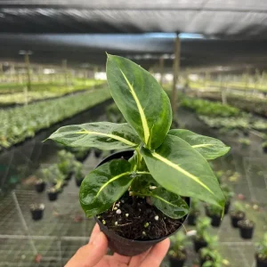 Dieffenbachia Green Magic Live Plant – Dumb Cane Houseplant – 4 inch Pot - Image 1