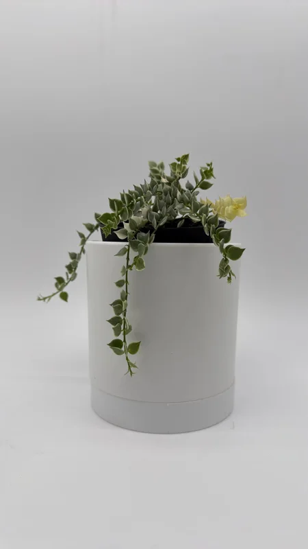 Dischidia Million Hearts Variegated Live Plant – 4 inch Pot – Tropical Indoor Houseplant - Image 2