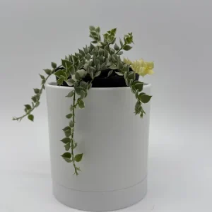 Dischidia Million Hearts Variegated Live Plant – 4 inch Pot – Tropical Indoor Houseplant - Image 3