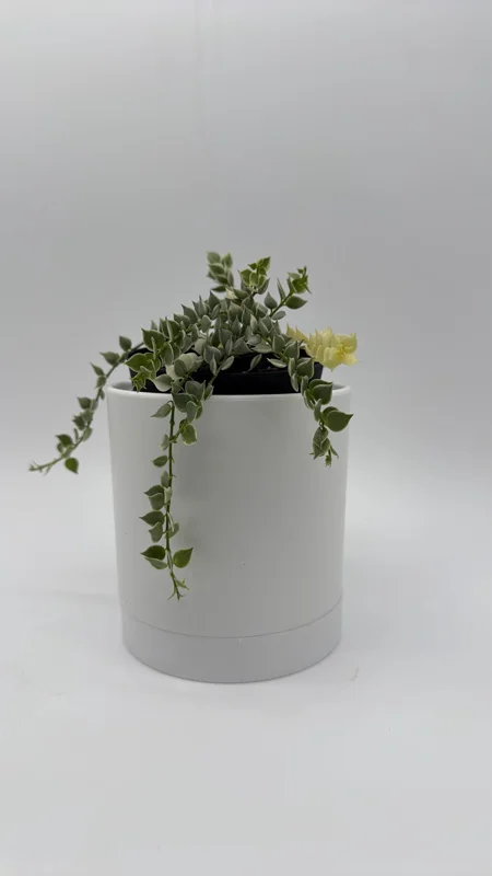 Dischidia Million Hearts Variegated Live Plant – 4 inch Pot – Tropical Indoor Houseplant - Image 3