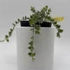 Dischidia Million Hearts Variegated Live Plant – 4 inch Pot – Tropical Indoor Houseplant - Image 1
