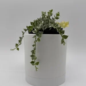 Dischidia Million Hearts Variegated Live Plant – 4" Pot – Tropical Houseplant - Image 2