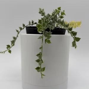 Dischidia Million Hearts Variegated Live Plant – 4" Pot – Tropical Houseplant - Image 1