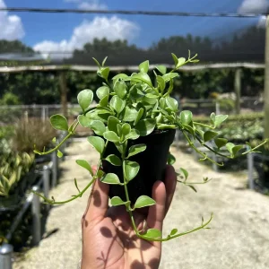 Dischidia Oiantha Variegata Live Plant – 4