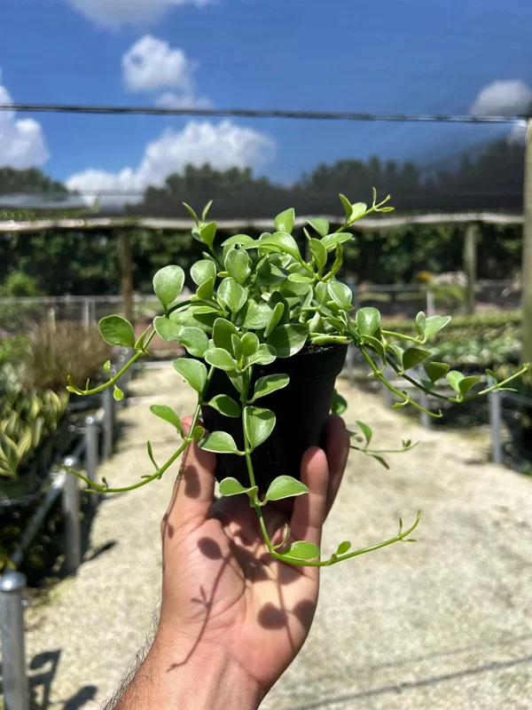 Dischidia Oiantha Variegata Live Plant – 4" Pot – Tropical Indoor & Outdoor - Image 2